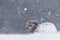 Closeup of furry arctic fox in white snow at Hornstrandir Nature Reserve, Iceland