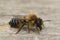 Closeup on a furry brown female Willughby's leaf-cutter solitary bee, Megachile willughbiella sitting on wood