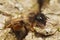 Closeup on a furry female red mason bee, Osmia rufa, resting on a piece of wood