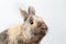 Closeup Furry Little rabbit, Brown Fur, isolated on white Background