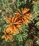 Closeup of fuzzy orange flowers