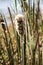Closeup of Fuzzy Spent Cattails in the Wetlands by Water