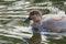 A closeup of a Gadwall swimming in the pond.