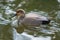 A closeup of a Gadwall swimming in the pond.