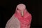 Closeup of Galah, a pink and grey Cockatoo isolated on black background