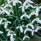 Closeup of Galanthus nivalis growing in a backyard garden in summer. Zoom in on a snowdrop plant flowering and