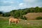 Closeup of Galician blonde cows, known as