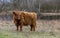 Closeup galloway with big horns