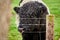 Closeup of a galloway cattle inside the fence in Holkham, Norfolk, United Kingdom