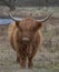 Closeup galloway young with big horns