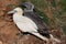 Closeup of Gannet and Guga birds perched on green grass at Troup Head, Scotland