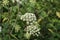 Closeup of garden angelica flowers, biennial plant