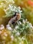 Closeup of garden bumblebee or small garden bumblebee, Bombus hortorum collecting nectar from melissa flowers