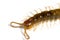 Closeup of garden centipede