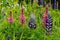 Closeup Of Garden Lupines Lupinus Polyphyllus