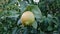 Closeup in garden, showcasing organic, food with ripe lemon. Vibrant organic, food, a ripe lemon on tree. Natural