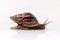 Closeup of garden snail isolate on white background .