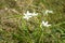 Closeup of garden star-of-bethlehem flowers with selective focus on foreground