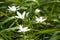 Closeup of garden star-of-bethlehem flowers with selective focus on foreground