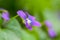 Closeup garden violet flowers