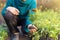 Closeup gardener hands planting plant, marigold flower in soil in garden