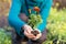 Closeup gardener hands planting plant, marigold flower in soil in garden