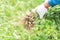 Closeup gardener holding fresh raw peanut with happy face in the green field, selective focus