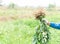 Closeup gardener holding fresh raw peanut with happy face in the green field, selective focus