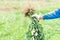 Closeup gardener holding fresh raw peanut with happy face in the green field, selective focus