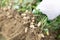 Closeup gardener holding fresh raw peanut with happy face in the green field, selective focus