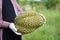 Closeup gardener holds durian fruit