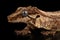 Closeup Gargoyle Gecko, Rhacodactylus auriculatus staring on black background