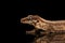 Closeup Gargoyle Gecko, Rhacodactylus auriculatus staring on black background