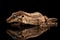 Closeup Gargoyle Gecko, Rhacodactylus auriculatus staring on black background