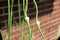 Closeup of garlic scape flower heads prior to blooming