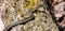 Closeup of a garter snake on a wooden bark