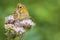 Closeup of a gatekeeper butterfly, Pyronia tithonus