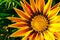 Closeup of Gazanias, Treasure flower or African Daisy, showy brightly colored daisy-like flower