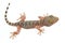 Closeup gecko