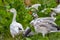 Closeup of geese surrounded by green leaves