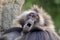 closeup of gelada monkey Theropithecus gelada