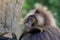 closeup of gelada monkey Theropithecus gelada