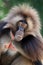 closeup of gelada monkey Theropithecus gelada