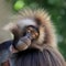 closeup of gelada monkey Theropithecus gelada