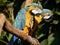 Closeup of  gelbbrustara macaws on branch