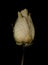 Closeup of a gentle dried rose on a black background