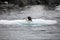 Closeup of a gentoo penguin diving into the ocean in Antarctica with a blurry background