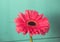 Closeup of gerbera flower in the summer