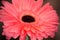 Closeup of gerbera flower in the summer