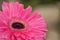 Closeup of gerbera flower in the summer